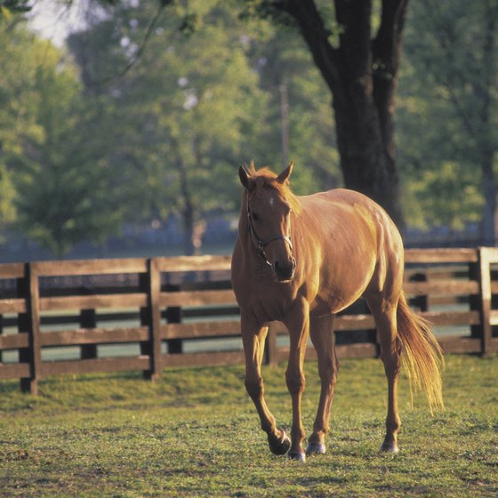Kentucky-based horse activities often take place on open farmland or wooded regions.