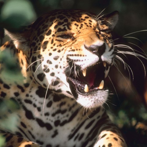 Sightings of the endangered jaguar that lives in the Mexican jungle are rare.