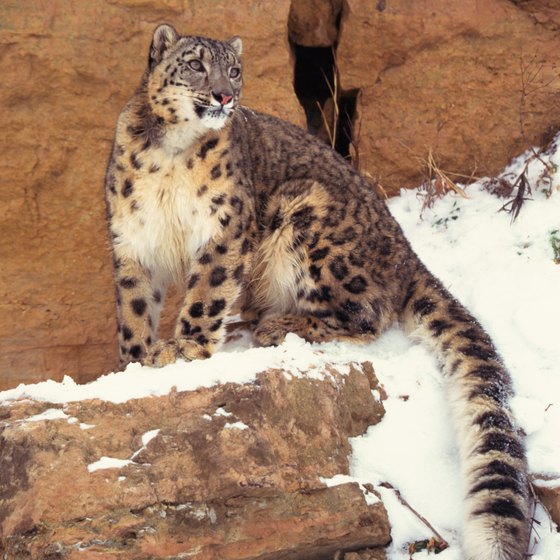The snow leopard inhabits the Altai Mountains and other Mongolian highlands.