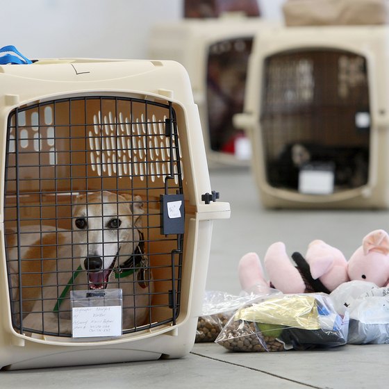 Dogs must travel in approved crates.