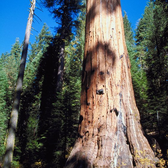 Coastal redwood trees are among the largest living things on Earth.