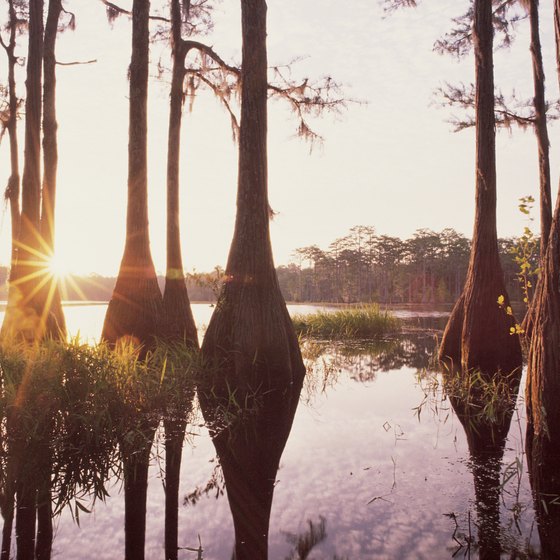 Access the backcountry swamps of Big Cypress National Preserve with your ATV.