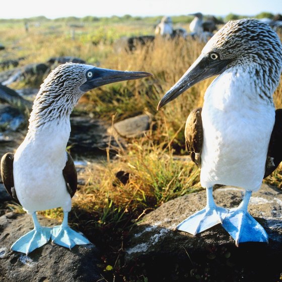 The Galapagos are home to the blue-footed booby.