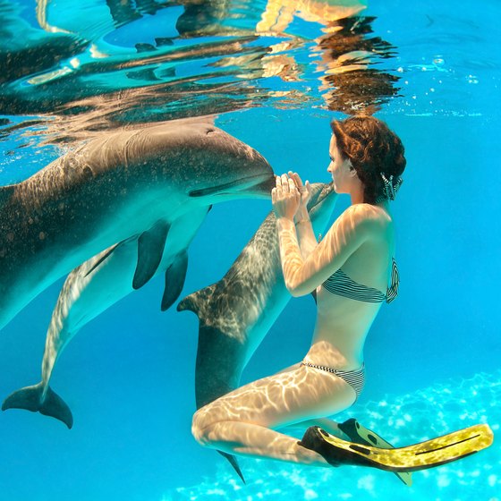 How to Swim With the Dolphins in Epcot