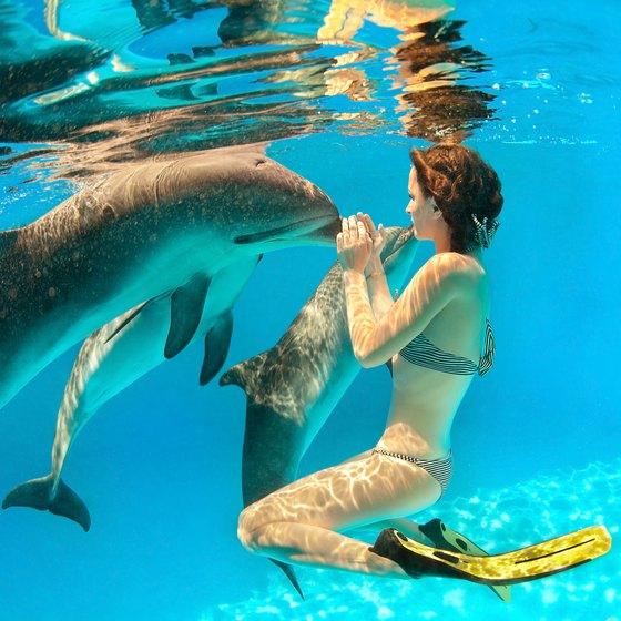 Miami Swim with Dolphin Tours and Tickets