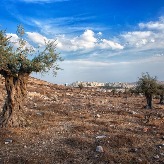 Summer & Winter in Palestine