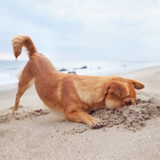 Beaches Where Dogs Can Swim Near Annapolis, Maryland | USA Today