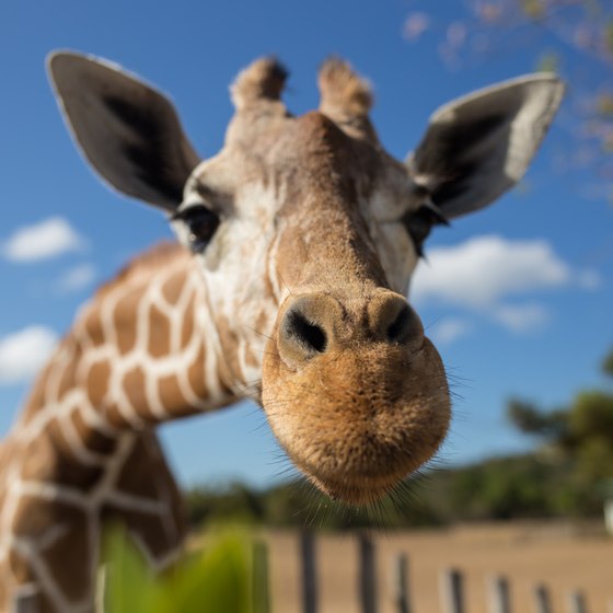 Safari Zoos in Ohio