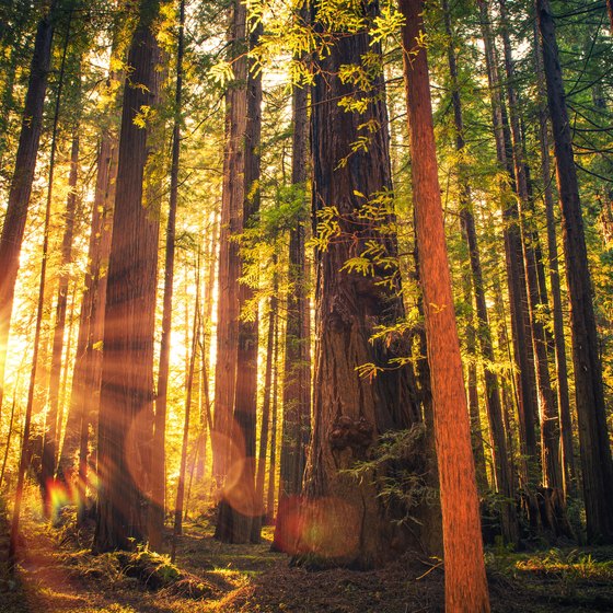 How to Visit Redwood National Park