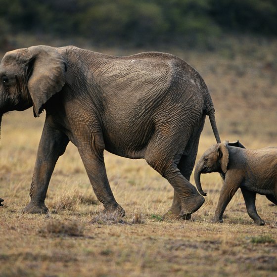 What Kind of Scenery Do You See on an African Safari?