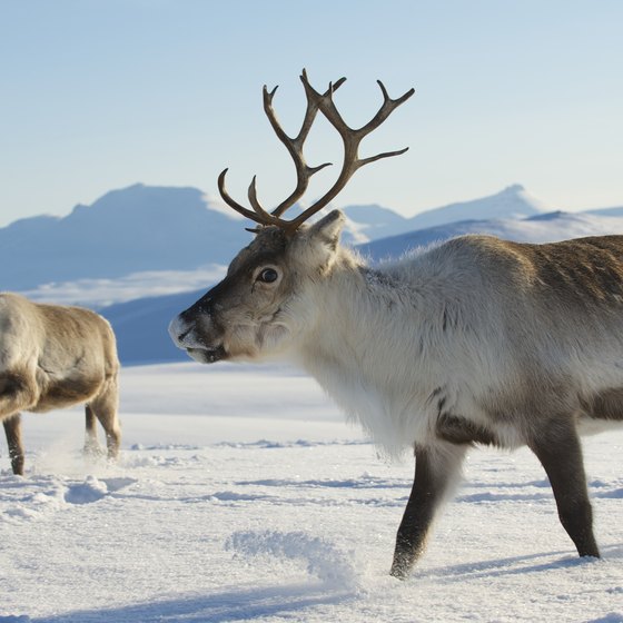 arctic tundra community