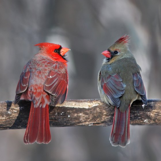 west-virginia-bird-identification-usa-today