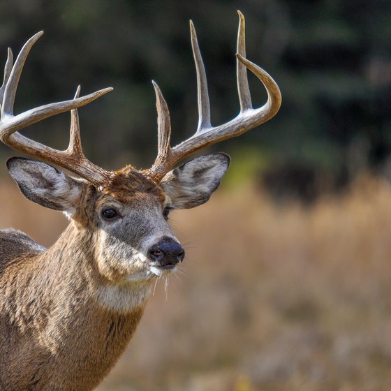 The Best Time to Find Shed Deer Antlers in Michigan