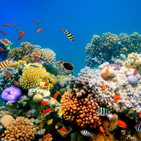 Coral Reefs & Injuries to People