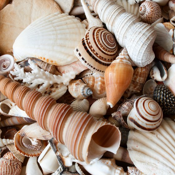 Seashell Hunting at Myrtle Beach, South Carolina