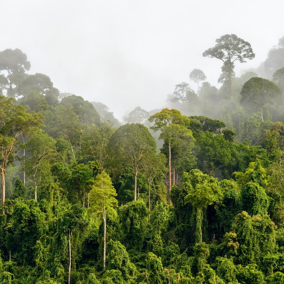 rainforest ecosystems