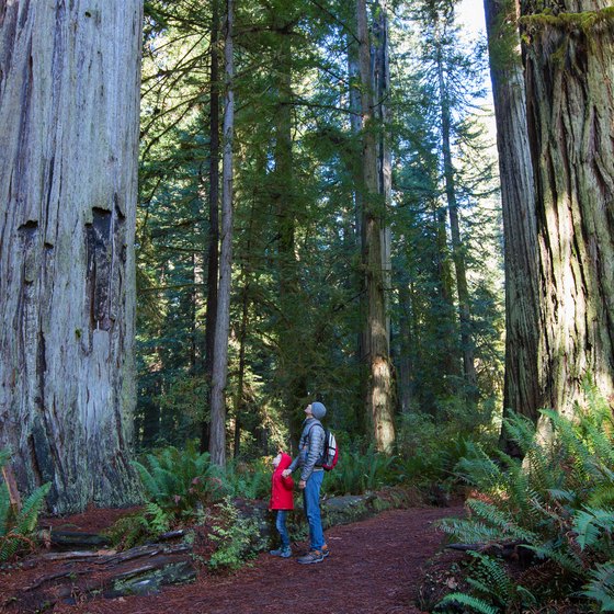 Climate of Redwood National Park