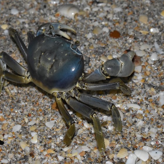 What Do Crabs Eat in the Ocean
