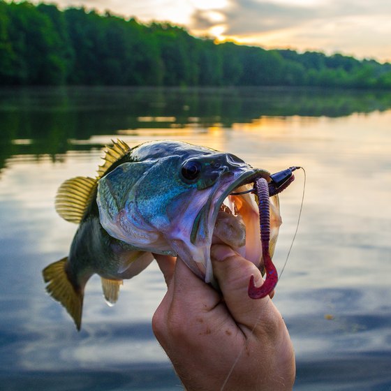 Bass Fishing Tips on Lake Norfork, Arkansas