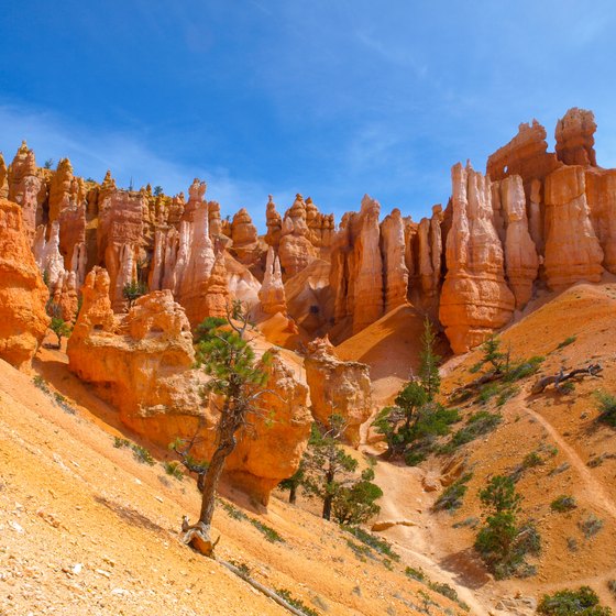 Bryce Canyon & Zion National Park Tours