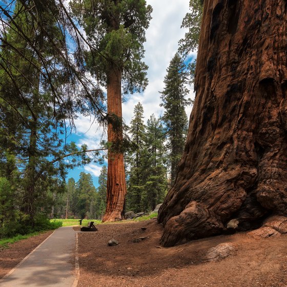 Weather in the Sequoia National Forest in March