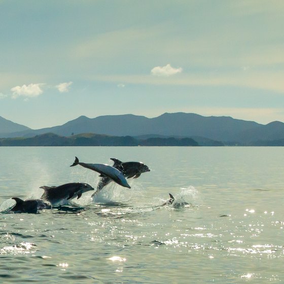 Places on the East Coast to Swim With Dolphins