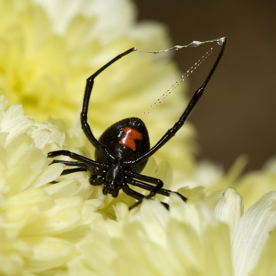 Common West Virginia Spiders