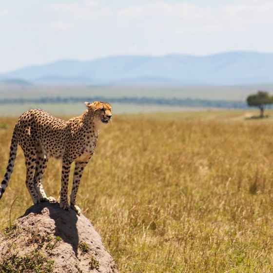 African Savanna Plants And Animals