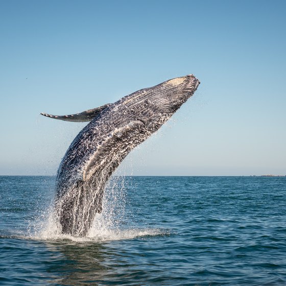 Whale Watching in Depoe Bay, Oregon