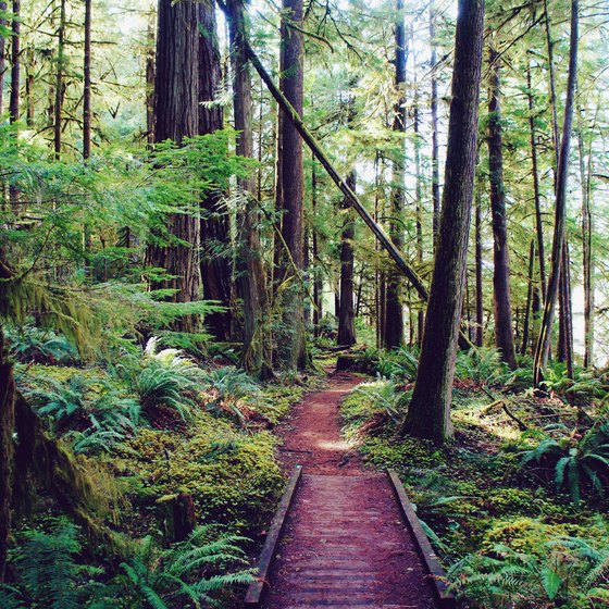 Tent Camping Near Roseburg, Oregon