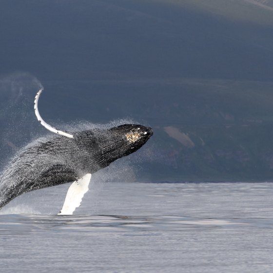 Whale Watching Cruises in Anchorage, Alaska