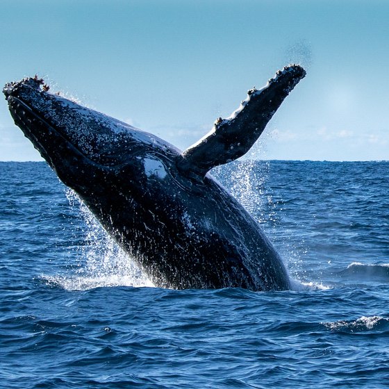 How to Whale Watch in Myrtle Beach, South Carolina
