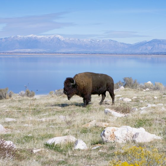 What Is There to Do at Antelope Island, Utah?