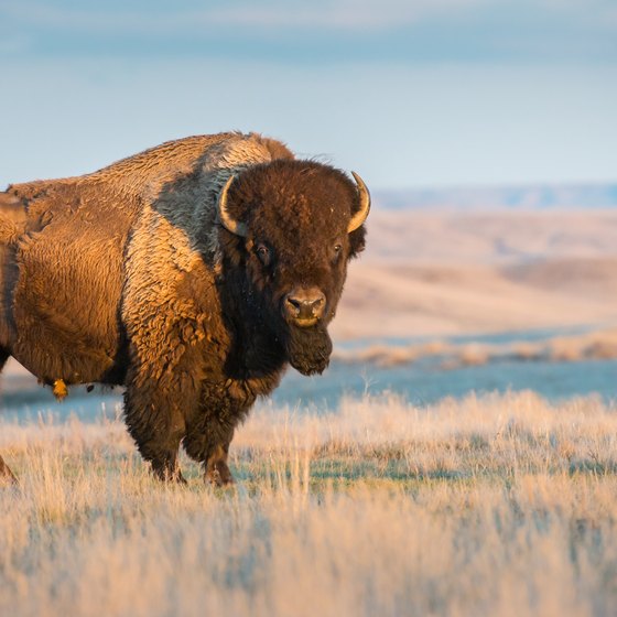 What Kinds of Animals Live in Temperate Grasslands? | USA Today