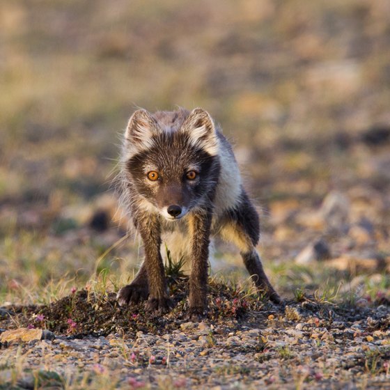 What Carnivores Live in the Tundra?