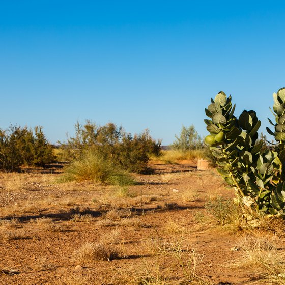Plants That Live in the Sahara Desert