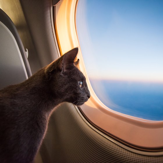 Airlines for Pet Travel