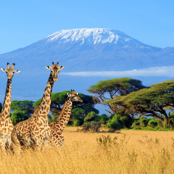 How Does Ecotourism in Africa Work?