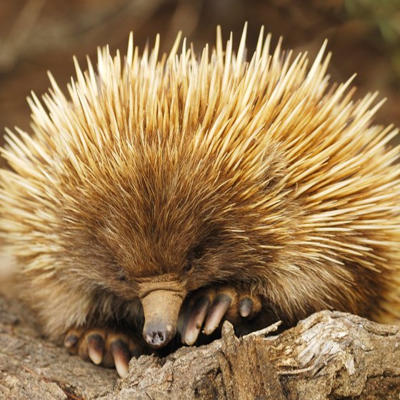 Plants & Animals in the Australian Desert