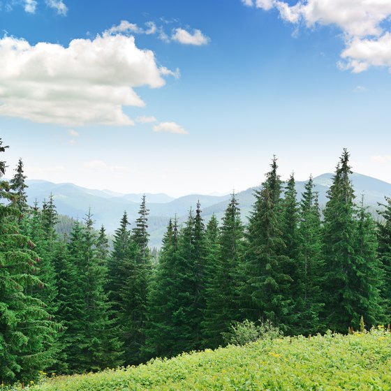 Plants and Trees of the Taiga