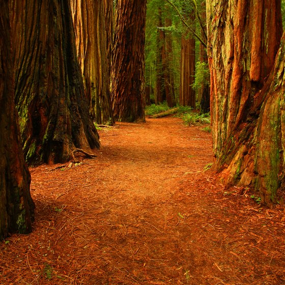 Tours of Redwood National Park