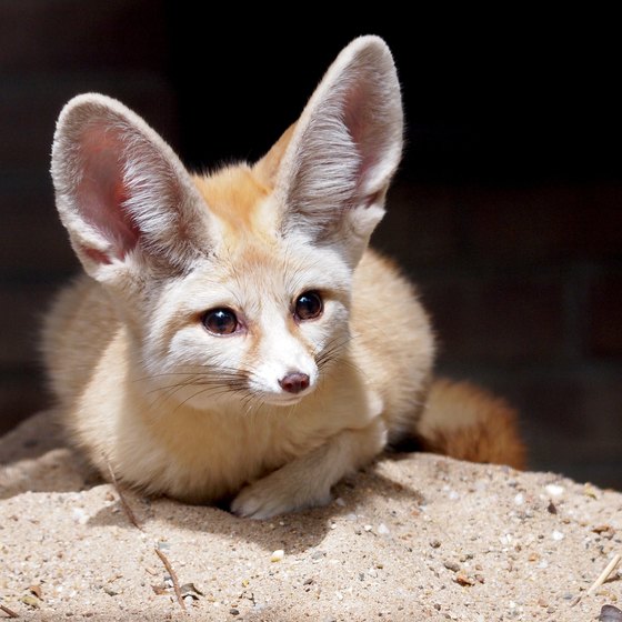 Native Plants & Animals of Morocco