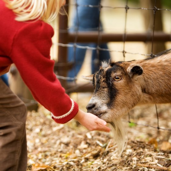 Petting Zoos in Oregon | USA Today