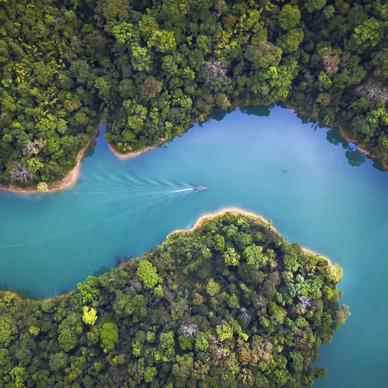 Information on Rainforests in Southeast Asia