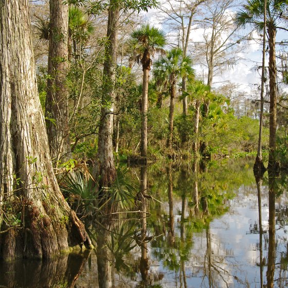 What Is a Good Place to Stay for Visitors to the Everglades?