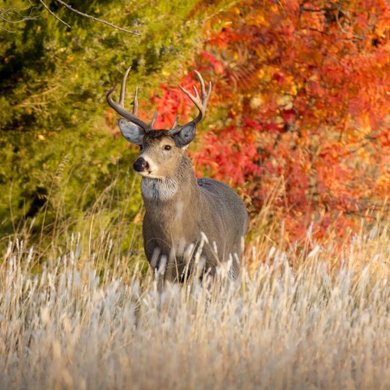 Minnesota Deer Hunting Regulations