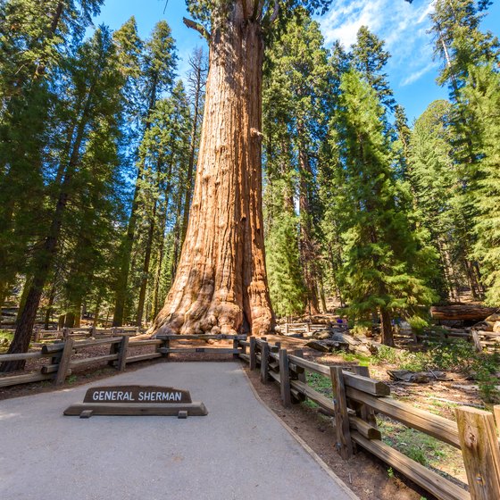 General Sherman Tree Facts