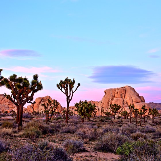 Road Guide to Joshua Tree National Park