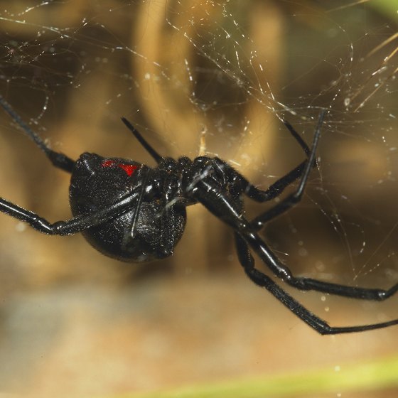 Common East Tennessee Spiders