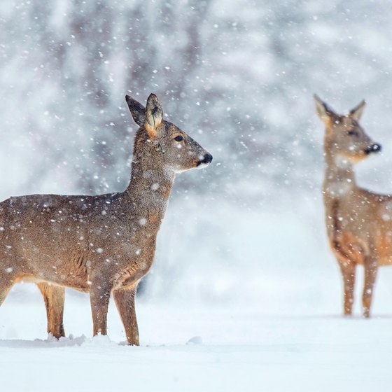 Arkansas Deer Hunting Regulations